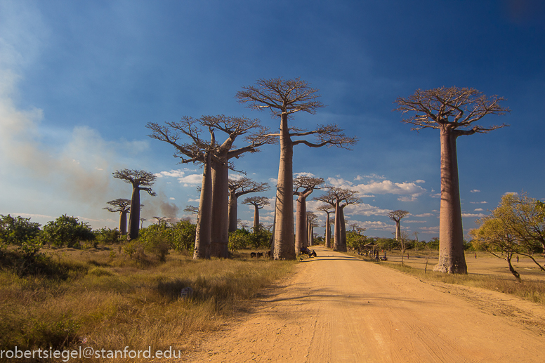 alley of the baobabs